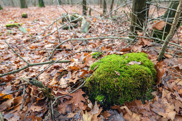 Moss-covered tree stump among fallen oak leaves.