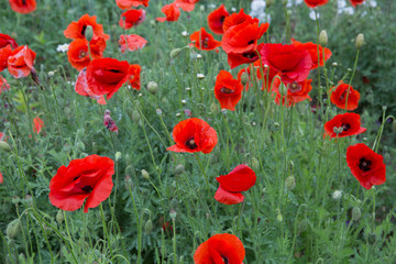 Fototapeta premium City Cesis, Latvian republic. Red poppy field and green nature. Travel photo 14. Jun. 2019