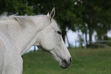 Obraz premium Pferde laufen dem Betrachter auf der Weide entgegen