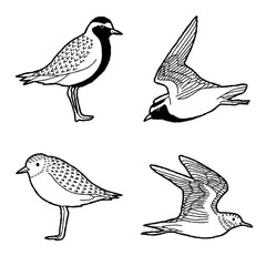 American Golden Plover Vector Illustration Hand Drawn Animal Cartoon Art