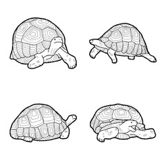 Angonoka Vector Illustration Hand Drawn Animal Cartoon Art