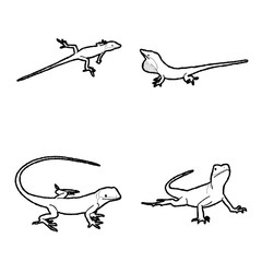 Anole Vector Illustration Hand Drawn Animal Cartoon Art