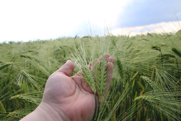 Frische Gerste in einer Hand gehalten