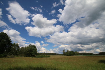 Fototapeta na wymiar Wunderschöne Wolken über der Wildblumenwiese