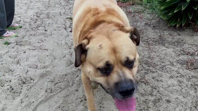 Close up shot of a German Shepherd Mastiff dog in a happy mood.