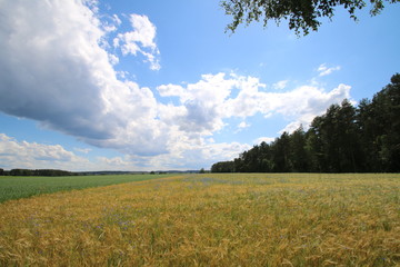 Obraz premium Große Kumuluswolken über einen Roggenfeld