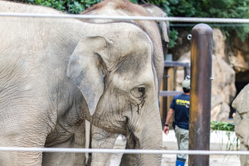 Fototapeta premium elephant in zoo