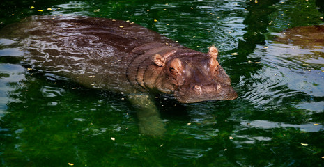 Fototapeta premium hippo comes up from water