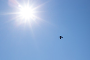 bright rays of the sun against the blue sky with a flying bird