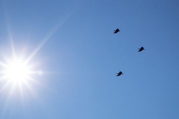 bright rays of the sun against the blue sky with flying three birds