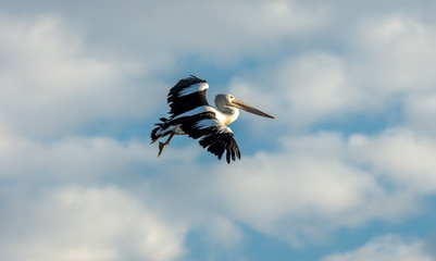Pelican in Flight
