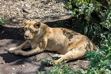 lion in zoo