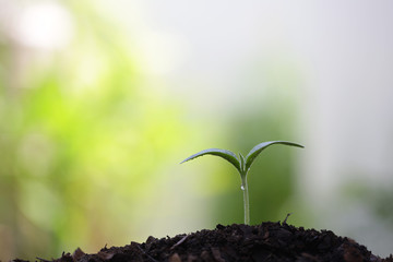 Young green sapling planting with water drop dew