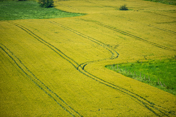 Fototapeta premium Traces on the wheat field