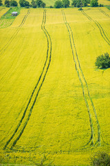 Traces on the wheat field