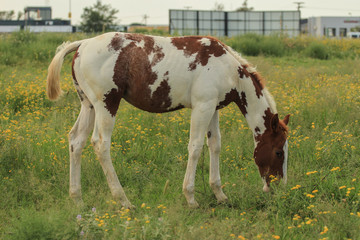 Fototapeta na wymiar Pinto foal grazing in a pasture