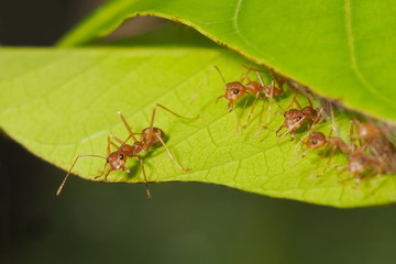 Top view a group of Weaver ant (Oecophylla smaragdina) or Green Ant guarding the nest and resting on green leaf with green nature blurred background.