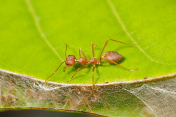 Top view a Weaver ant (Oecophylla smaragdina) or Green Ant guarding the nest and resting on green leaf with green nature blurred background.