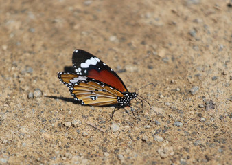 Fototapeta na wymiar Danaus chrysippus, also known as the plain tiger, African queen, or African Monarch, is a medium-sized butterfly widespread in Asia, Australia and Africa.