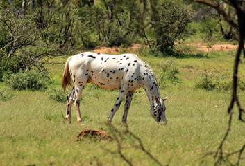 Appaloosa horse grazing in a pasture