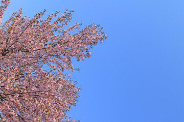 桜　青空背景テクスチャ　日本