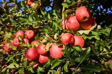 picture of a Ripe Apples in Orchard ready for harvesting,Morning shot