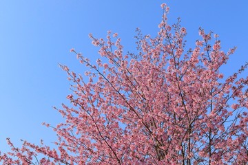 桜　青空背景テクスチャ　日本