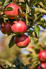 picture of a Ripe Apples in Orchard ready for harvesting,Morning shot