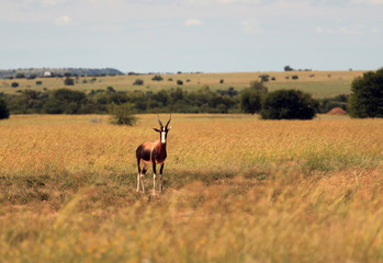 African savannah with a blesbok, (Damaliscus pygargus phillipsi) antelope