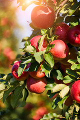 picture of a Ripe Apples in Orchard ready for harvesting,Morning shot