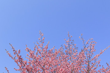 桜　青空背景テクスチャ　日本