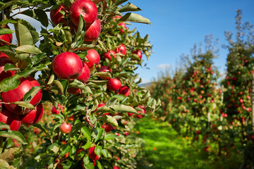picture of a Ripe Apples in Orchard ready for harvesting,Morning shot