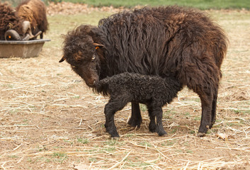 Black ouessant sheep feeding her newborn lamb