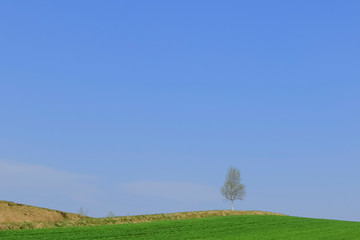 Fototapeta na wymiar 木と青空と草原　シンプル背景　日本北海道