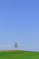 Fototapeta na wymiar 木と青空と草原　シンプル背景　日本北海道