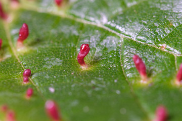 Gallmilben (lat. Eriophyidae) auf Blatt