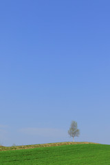 木と青空と草原　シンプル背景　日本北海道