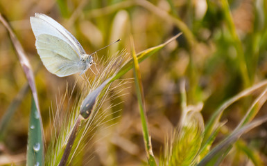 close up of a white butterfly posed peacefully on a green herb in a sunny day of spring on a herbal background. Horizontal picture