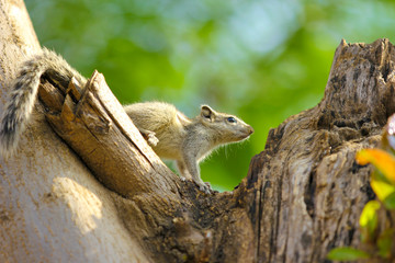 squirrel on the tree eating something