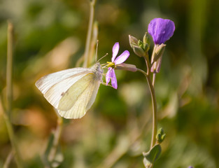 close up of a white butterfly with black points posed peacefully on a purple flower to drink nectar in a sunny day of spring on a herbal background. Horizontal photo