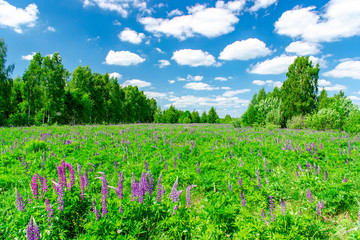 Summer landscape with clouds and lupins. Russian landscape.