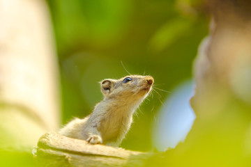 squirrel on the tree eating something