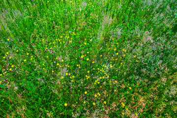 Springtime landscape