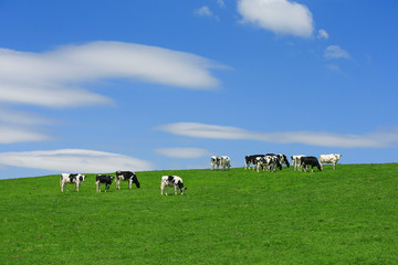 牛と青空背景テクスチャ