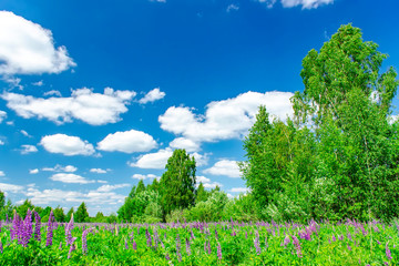 Summer landscape with clouds and lupins. Russian landscape.