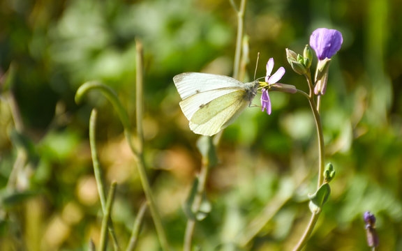 close up of a white butterfly with black points posed peacefully on a purple flower to drink nectar in a sunny day of spring on a herbal background. Horizontal photo