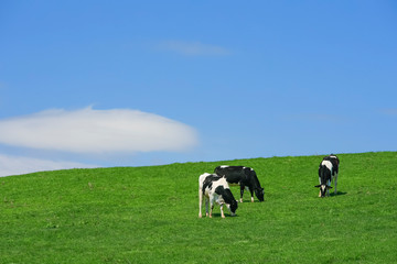 牛と青空背景テクスチャ