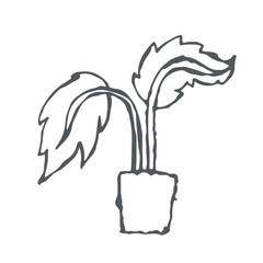 houseplant in a pot. hand drawn linear vector black and white isolated illustration