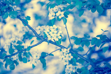 Blue vintage branch of a blossoming pear tree. Spring nature background. Blue toned
