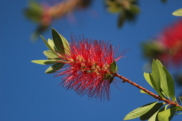 Beautiful red flower of a Callistemon (Bottlebrush) tree